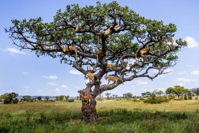 15 Big Cats on th branches of a sturdy tree in Central Serengeti, Tanzania