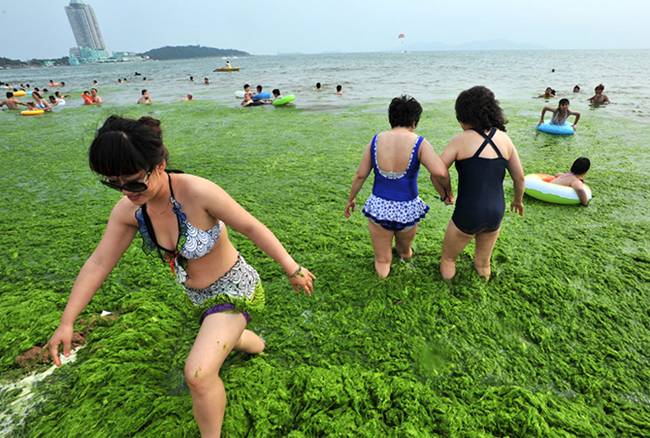 The invasion of green algae