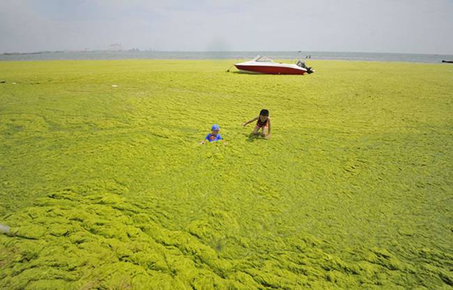 The invasion of green algae