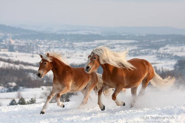 15 Awesome Horses 