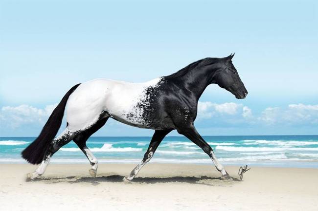15 Awesome Horses 