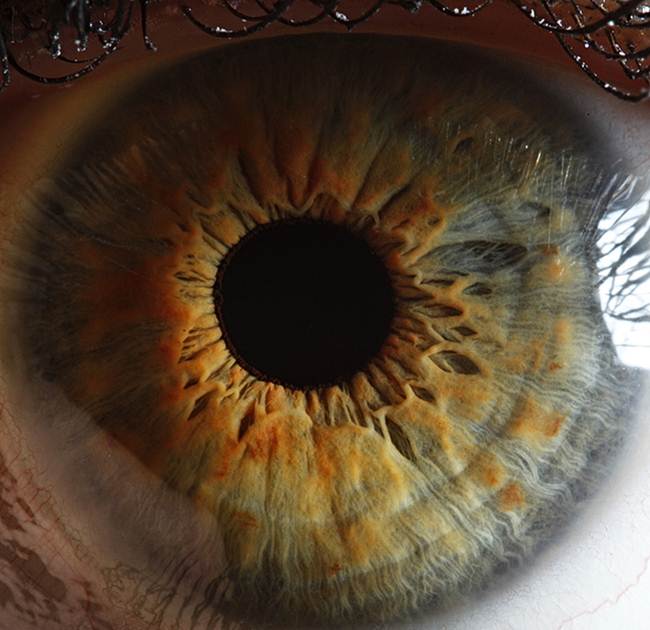 Beautiful Close Ups Human Eye