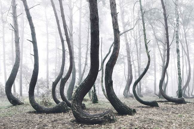 A Mystical Forest Of 400 Crooked Trees Growing In Poland