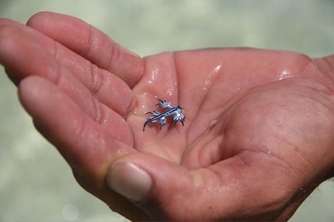 'Blue Dragon' spotted off the coast of Australia