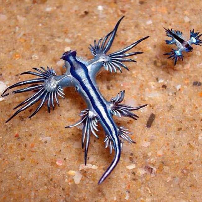 'Blue Dragon' spotted off the coast of Australia