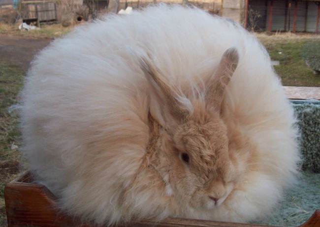 angora-rabbit-the-fluffy-breed-in-the-world-025