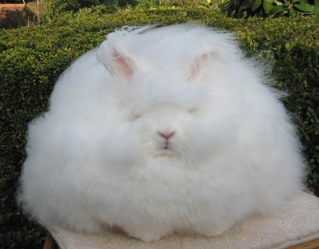 angora-rabbit-the-fluffy-breed-in-the-world-032