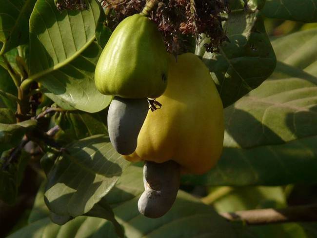 Pistachios-cashew-Anacardium-occidentale-Gudsol-008
