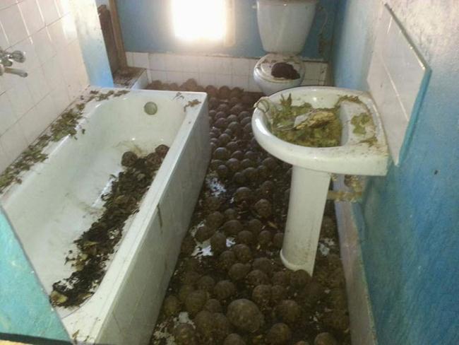 10000-rare-turtles-found-in-a-two-story-house-in-Madagascar-gudsol-004